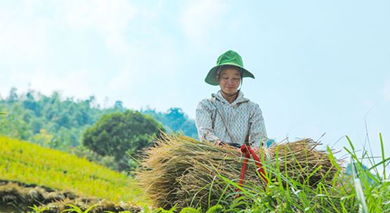 A farmer harvests rice fields in Hà Giang, Vietnam: ASEAN countries, of which Vietnam is a member, are on their way to achieving more sustainable development (photo: luctra_design/iStock)