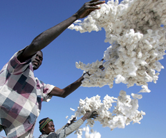 Cotton harvest in Burkina Faso: Prices for commodities from developing countries slumped in the early 1980s because of recessions in industrial countries (photo: Issouf Sanogo/AAFP)