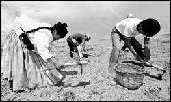 Bolivian farmers harvest potatoes outside La Paz