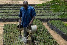 Pépinière à Bogande (Burkina Faso) : les aides publiques à l’agriculture ont accru la sécurité alimentaire et dopé les revenus (photo : Gelebart/20Minutes/SIPA/Newscom)) 