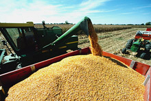 Food and Biofuels: The Price of Success