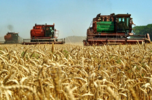 Wheat Price Jump a Supply Shock That Should Unwind