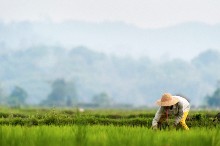 Woman plants rice in Myanmar.  Two-thirds of the country’s population depends on agriculture, which is in need of investment (photo: Alex Treadway/National Geographic Society/Corbis) 
