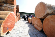 Logs in Owendo, Gabon: higher public investment has helped boost wood processing industry (photo: Steve Jordan/AFP/Getty Images) 