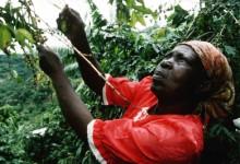 Women picking coffee cherries, Jamaica. The country has made some hard choices to get growth higher, cutting spending while protecting the most vulnerable (photo: Bojan Brecelj/Corbis). 
