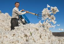 Cotton farmer in Urgench, Uzbekistan. Countries in the region will need to diversify away from commodities and implement reforms to help create jobs, the IMF report says (photo: Marc Dozier/Corbis) 