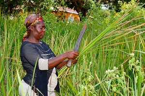 Woman with a machete in Bafut, Cameroon (photo: Heiner Heine/imageBroker/Newscom)