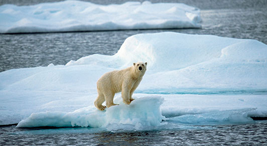 دب قطبي على جليد ينكمش في القطب الشمالي: تغير المناخ يعني أن العالم يزداد سخونة (الصورة: Sven Erik Arndt/Universal Images Group/Newscom).
