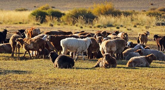 Sheep and goats graze in western Mongolia (photo: isarescheewin/istock photo)