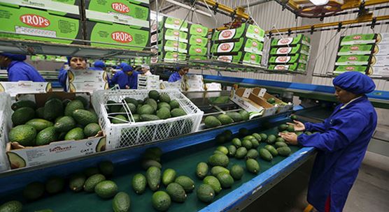 A worker packs avocados at a packaging warehouse in Chincha, Peru, where the boom in agricultural exports has helped to reduce poverty, particularly in rural areas (photo:MARIANA BAZO/REUTERS/Newscom) 