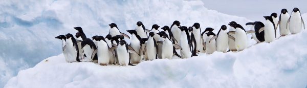 climate-penguins-Michael-Nolan-agefotostock-newscom-agerm199632-1-600x172