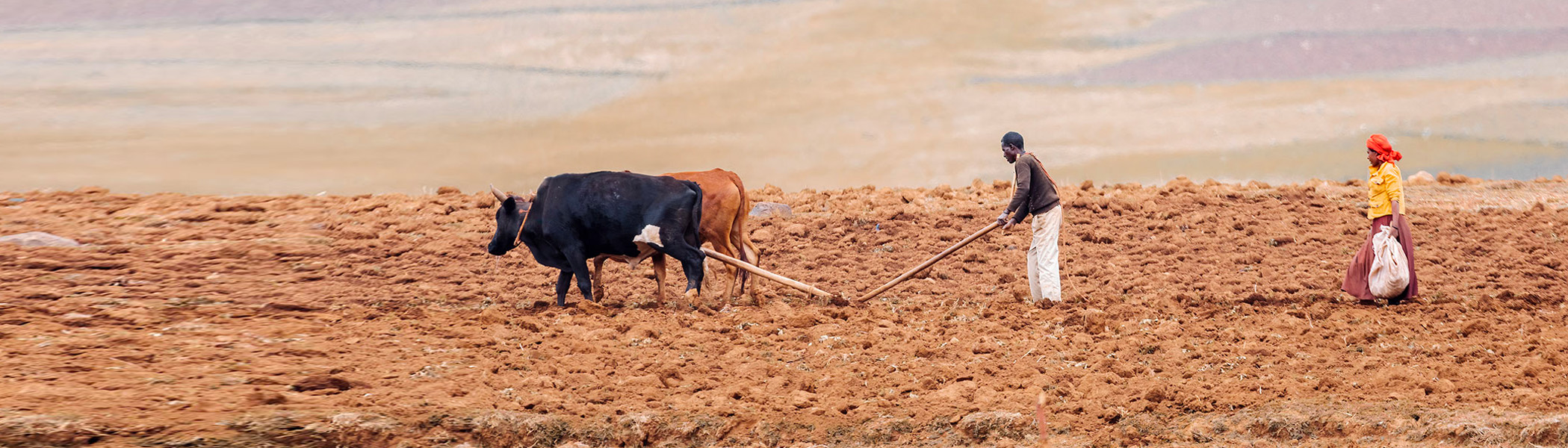 Comment l’Afrique peut-elle échapper à l’insécurité alimentaire chronique ?