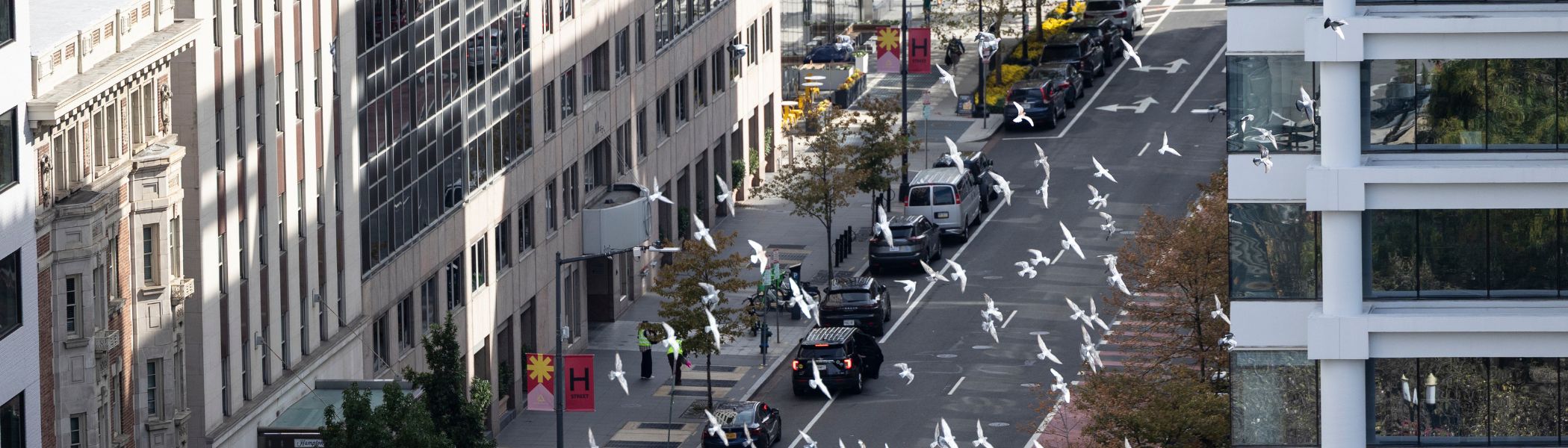 A captivating view of birds gracefully soaring through the sky in Washington DC, capturing the essence of freedom and movement against a backdrop of the city's historic architecture.