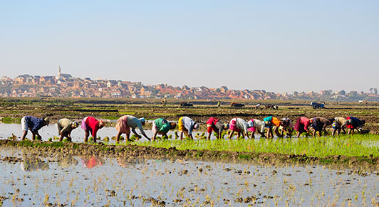 Salvaguardar la seguridad alimentaria de África en épocas de la COVID-19
