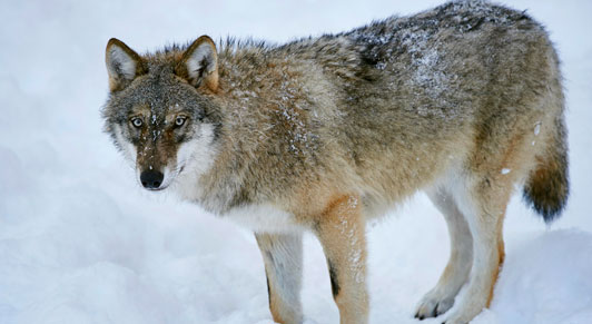 Un planeta en peligro necesita una actuación multilateral