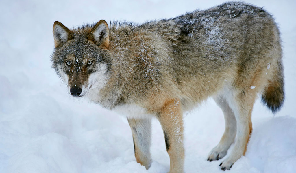 A Planet at Risk Requires Multilateral Action