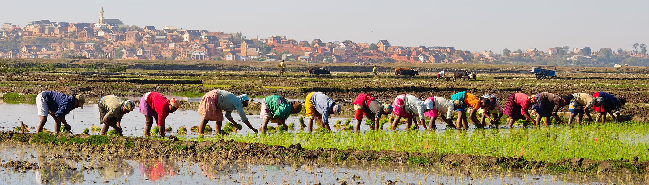 Safeguarding Africa’s Food Security in the Age of COVID-19