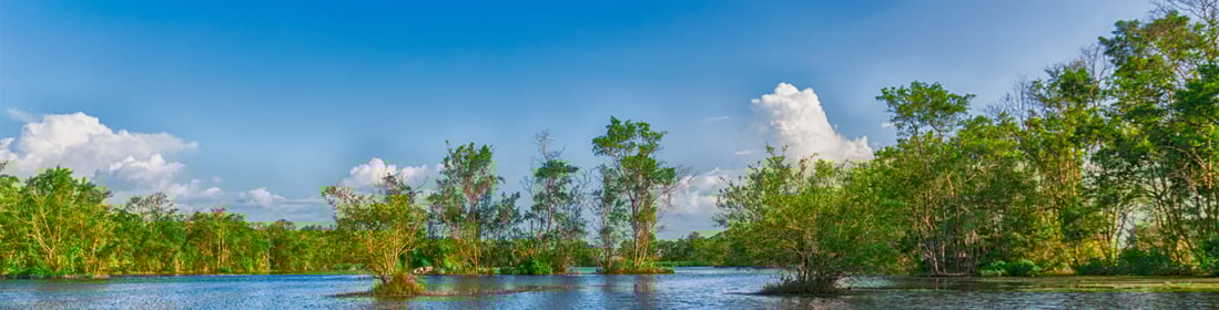 Matapica Tree, Suriname