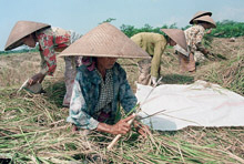 Indonesia: Sustaining the Recovery 