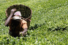 Buoyant Africa Needs to Sustain Growth 