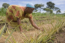 Commodity Price Spiral Taking Toll on African Economies 