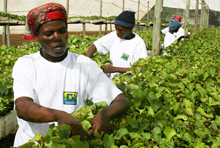 Swaziland's Economy Stagnates; Financial Reforms Needed 