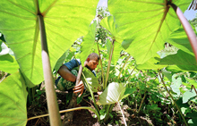 High Food, Fuel Prices a Threat Where Protection Limited 