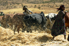 IMF Lends Ethiopia $50 Million to Help Absorb Price Shocks 