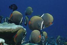 IMF Supports Maldives Economic Reforms with $92 Million Loan