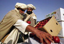 IMF Announces $1.6 Billion in Debt Relief for Afghanistan 