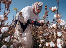 Recovery Takes Hold in Caucasus, Central Asia 