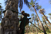 Algeria Should Reduce Reliance on Oil, Create More Jobs, Says IMF 