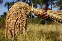 Poorer Countries Should Try to Reduce Reliance on Agriculture 