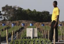 Palm nursery in Pujehun, Sierra Leone, where non-mineral economy shrank in 2014 as Ebola outbreak cut activity (photo: Simon Akam/Reuters/Newscom) 