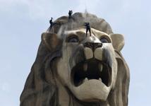 Singapore Tourism Board symbol, the Merlion, being cleaned ahead of 50th anniversary celebrations (photo: Edgar Su/Reuters/Corbis) 