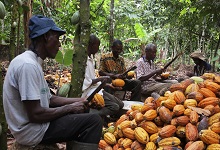 Farmers break cocoa pods in Ghana&rsquo;s eastern cocoa town of Akim Akook: The decline in cocoa prices means lower revenues, making adjustment to fiscal imbalances more difficult (photo: Staff/Reuters/Corbis) 