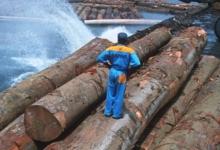 Transport de grumes au Gabon, o&ugrave; la diversification de l&rsquo;&eacute;conomie passe par la promotion des activit&eacute;s non p&eacute;troli&egrave;res (photo : Martin Harvey/NHPA/Photoshot/Newscom) 