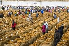 Ench&egrave;res de tabac &agrave; Lilongwe. Le Malawi est un des plus gros producteurs mais sa d&eacute;pendance excessive &agrave; l&rsquo;&eacute;gard de ce produit le rend d&rsquo;autant plus vuln&eacute;rable (photo : Michael Runkel/robertharding/Corbis). 