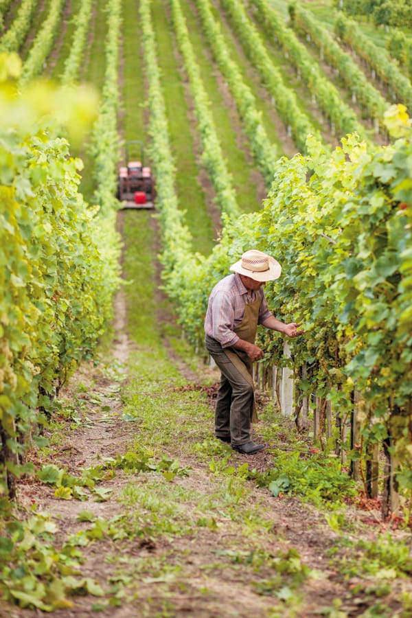 A man evaluating grapes in the middle of a large vineyard