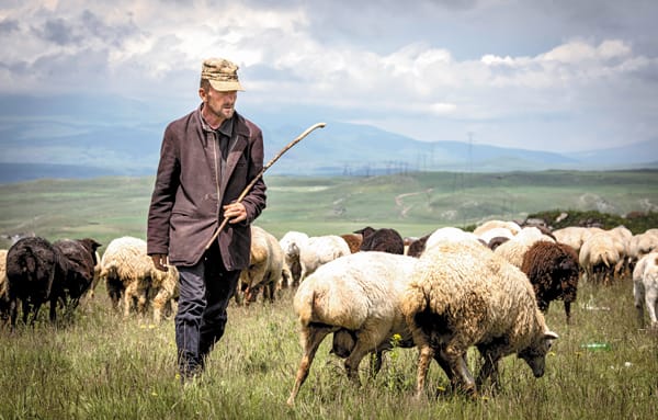 A shepherd tends a flock of sheep in a large, grassy plain in the afternoon