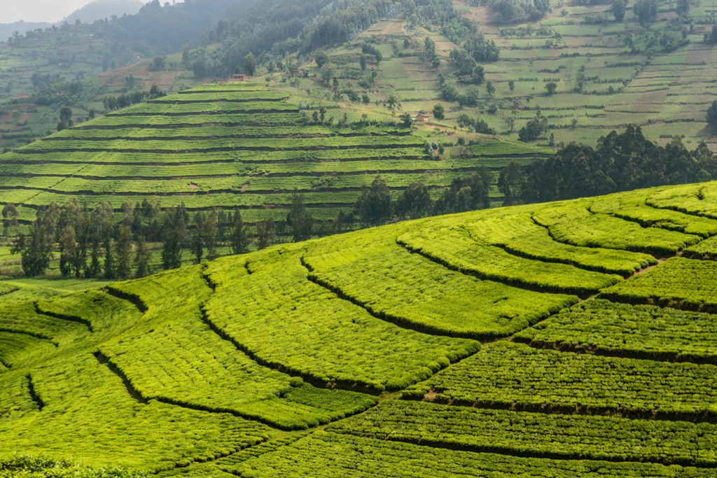 Green hills in Western Rwanda