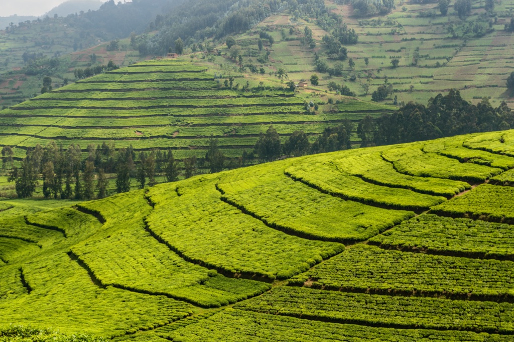 Green hills in Western Rwanda