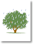 Artwork for Kanaan Article (Olive
Tree in Rain)