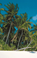Image of Palm Trees