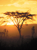 Tanzania Landscpae