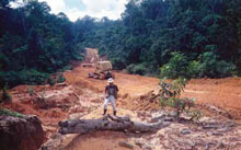 Bulldozers clean up a recently constructed road deep in the vast interior of the central Kalimantan
jungle, Indonesia