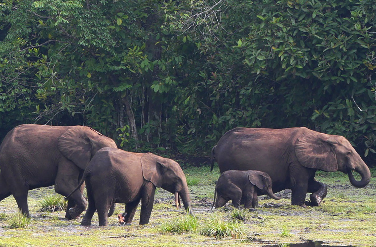 How African Elephants Fight Climate Change – IMF F&D - International Monetary Fund