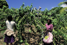 Cueillette d’ylang-ylang à Anjouan (Comores). Grâce aux réformes effectuées ces dernières années, les perspectives de croissance se sont améliorées (photo : Jean du Boisberranger/Newscom) 