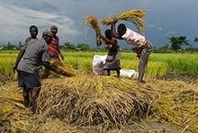 Rice harvest in Kendu Bay, Kenya. Project applied economic model to Kenya covering food price role in inflation (photo: Ariadne van Zandbergen/Alamy) 
