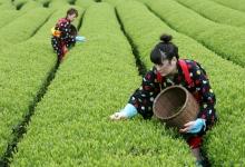 Laborers pick tea leaves near Mt. Fuji in Japan. Raising employment of women would help offset aging-related decline in the labor force. Photo: Everett Kennedy Brown/EPA/Newscom 